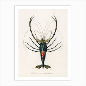 Crimson Crawfish (Palemon Ornatum), Charles Dessalines D'Orbigny Art Print