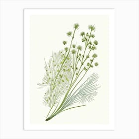 Fennel Seed Spices And Herbs Pencil Illustration 1 Art Print