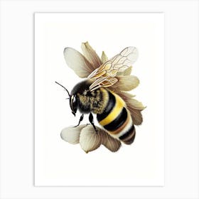 Bumblebee 1 Vintage Art Print