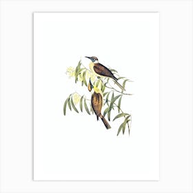 Vintage Yellow Throated Friar Bird Bird Illustration on Pure White n.0206 Art Print