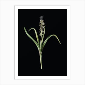 Vintage Grape Hyacinth Botanical Illustration on Solid Black n.0868 Art Print