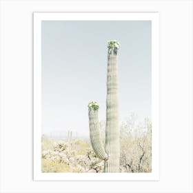 Blooming Saguaro Art Print