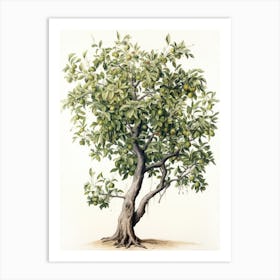 Vinage Apple Tree Drawing Art Print