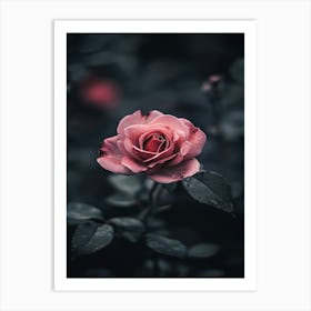 Rose In The Dark 8 Art Print