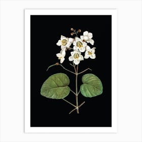 Vintage Catalpa Cordifolia Flower Botanical Illustration on Solid Black n.0407 Art Print