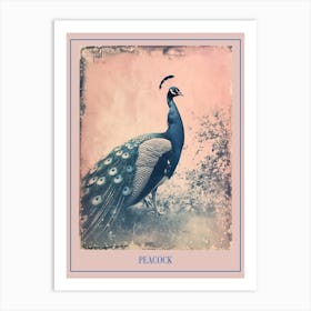 Pink & Blue Peacock Cyanotype Style 4 Poster Art Print