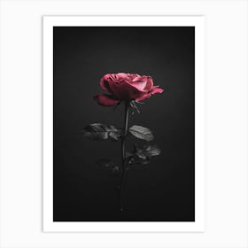 Black Rose 14 Art Print