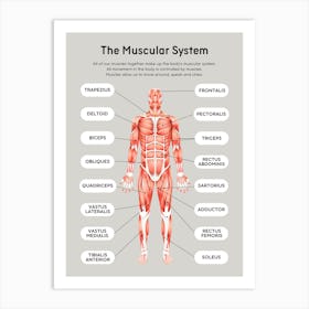 Muscular System Art Print