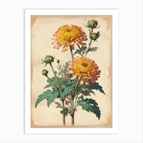 Vintage Of Herbarium Chrysanthem Art Print