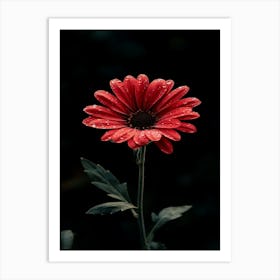 Red Daisy 3 Art Print