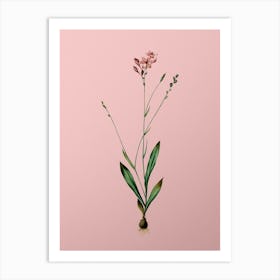 Vintage Gladiolus Junceus Botanical on Soft Pink n.0716 Art Print