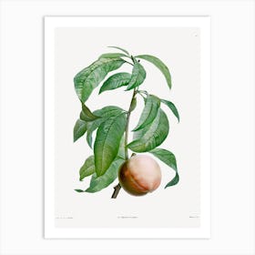 Peach from La Botanique de J. J. Rousseau, Pierre Joseph Redoute Art Print