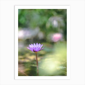 Water Lily Art Print