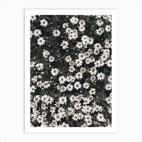 Daisy Field Art Print