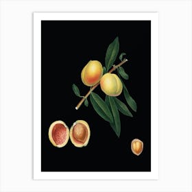 Vintage Peach Botanical Illustration on Solid Black n.0144 Art Print