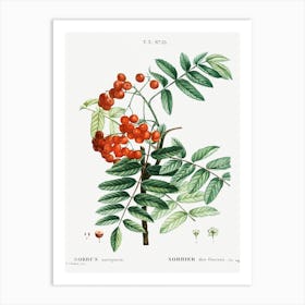 Mountain Ash, Joseph Pierre Redoute Art Print