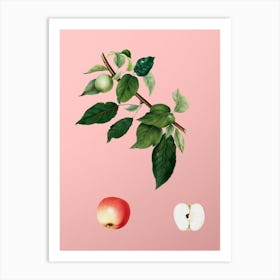 Vintage Apple Botanical on Soft Pink n.0603 Art Print