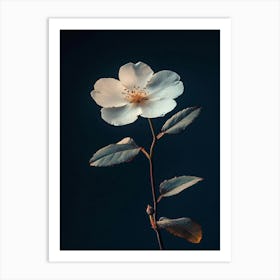 Single White Rose Art Print