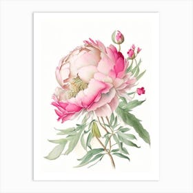 Peony Floral Quentin Blake Inspired Illustration 4 Flower Art Print