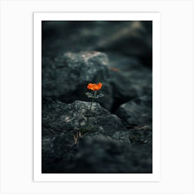 Flower On The Rocks Art Print