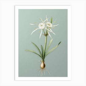 Vintage Streambank Spiderlily Botanical Art on Mint Green n.0354 Art Print