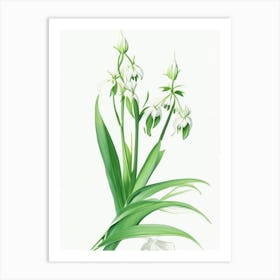 Solomon's Seal Wildflower Watercolour 1 Art Print