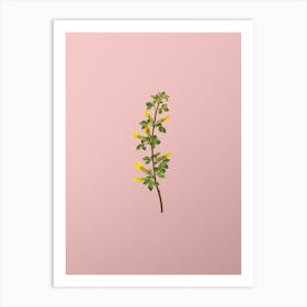 Vintage Common Cytisus Botanical on Soft Pink n.0843 Art Print