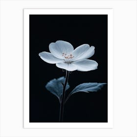 White Flower Art Print