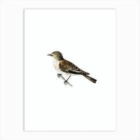 Vintage Spotted Flycatcher Bird Illustration on Pure White n.0002 Art Print