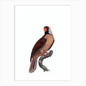 Vintage Mascarene Parrot Bird Illustration on Pure White n.0003 Art Print