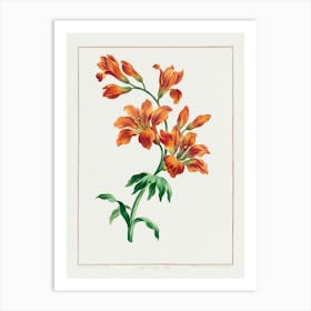 Orange Lily Art Print