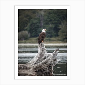 Bald Eagle On River Art Print