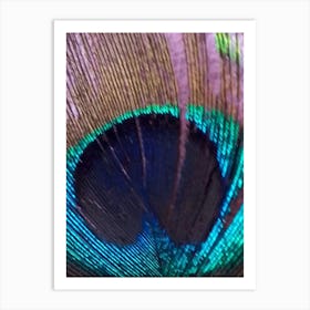 Peacock Feather By Binod Dawadi Art Print