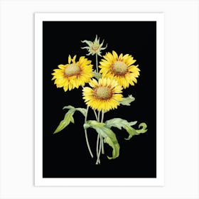 Vintage Blanket Flowers Botanical Illustration on Solid Black n.0841 Art Print
