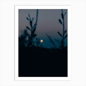 Moonlight Art Print