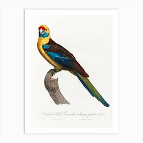 The Crimson Rosella From Natural History Of Parrots, Francois Levaillant Art Print