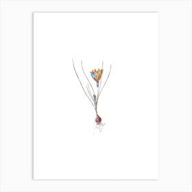 Stained Glass Ixia Filifolia Mosaic Botanical Illustration on White n.0024 Art Print