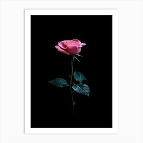 Single Pink Rose On Black Background 2 Art Print