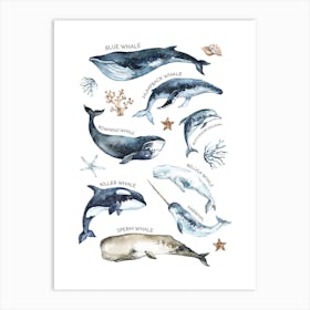 Whale Types Art Print
