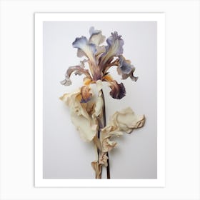 Pressed Flower Botanical Art Iris 3 Art Print