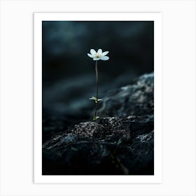 Single Flower On A Rock 6 Art Print