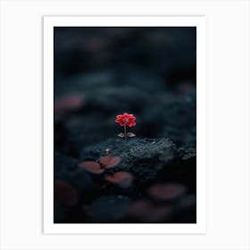 Flower On A Rock 7 Art Print