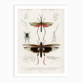 Different Types Of Bugs, Charles Dessalines D'Orbigny Art Print