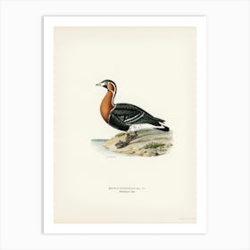 Red Breasted Goose (Branta Ruficollis), The Von Wright Brothers Art Print