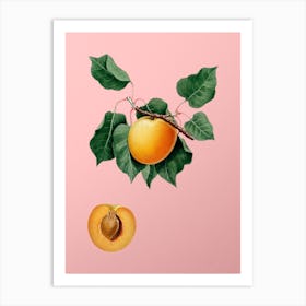 Vintage German Apricot Botanical on Soft Pink n.0915 Art Print