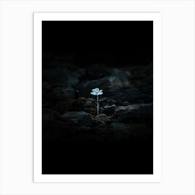 Flower In The Dark 15 Art Print