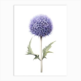 Echinops Vintage Botanical Herbs 1 Art Print