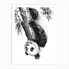 Giant Panda Cub Hanging Upside Down From A Tree Ink Illustration 2 Art Print