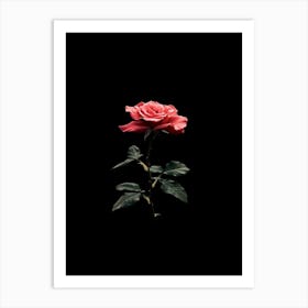 Single Rose On Black Background 38 Art Print