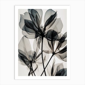 Black White Photograph Flower Art Print